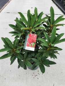 Rhododendron 'Wilgen's Ruby' ROOD 30-40 cm cont. 5,0L - afbeelding 5