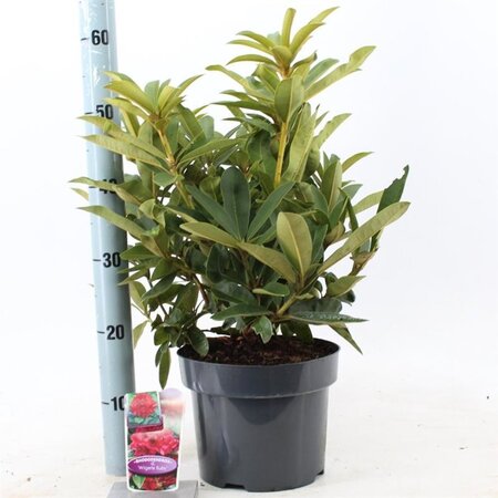 Rhododendron 'Wilgen's Ruby' ROOD 30-40 cm cont. 5,0L - afbeelding 3