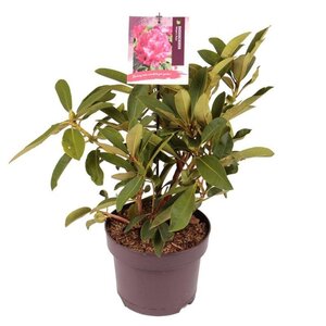 Rhododendron 'Wilgen's Ruby' ROOD 30-40 cm cont. 5,0L - afbeelding 2