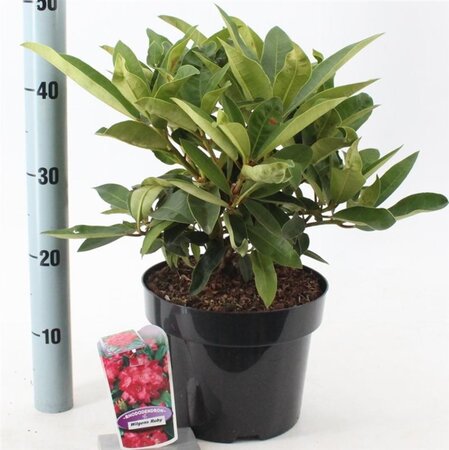 Rhododendron 'Wilgen's Ruby' ROOD 30-40 cm cont. 5,0L - afbeelding 4