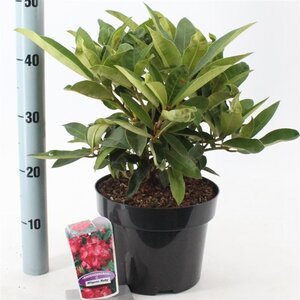 Rhododendron 'Wilgen's Ruby' ROOD 30-40 cm cont. 5,0L - afbeelding 4