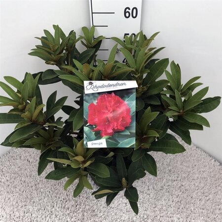 Rhododendron 'Wilgen's Ruby' ROOD 40-50 cm cont. 10L - afbeelding 1