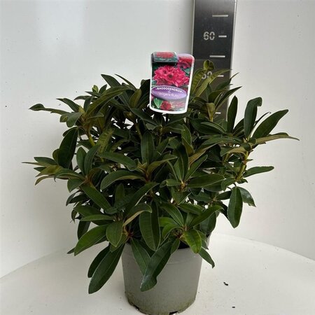 Rhododendron 'Wilgen's Ruby' ROOD 40-50 cm cont. 5,0L - afbeelding 2