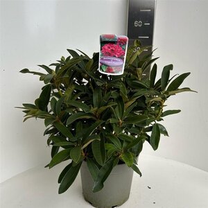 Rhododendron 'Wilgen's Ruby' ROOD 40-50 cm cont. 5,0L - afbeelding 2