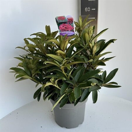 Rhododendron 'Wilgen's Ruby' ROOD 40-50 cm cont. 5,0L - afbeelding 2