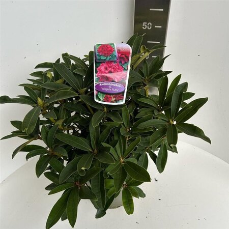 Rhododendron 'Wilgen's Ruby' ROOD 40-50 cm cont. 5,0L - afbeelding 3