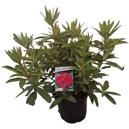 Rhododendron 'Wilgen's Ruby' ROOD 50-60 cm cont. 10L - afbeelding 2