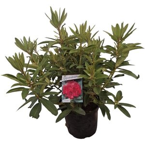 Rhododendron 'Wilgen's Ruby' ROOD 50-60 cm cont. 10L - afbeelding 2
