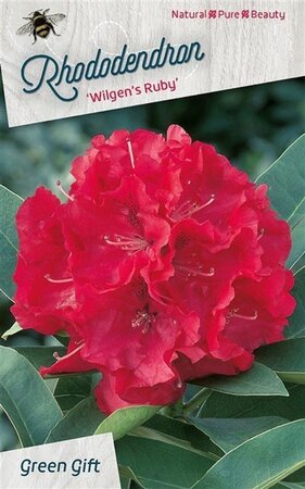 Rhododendron 'Wilgen's Ruby' ROOD 50-60 cm cont. 10L - afbeelding 3
