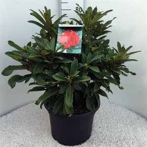 Rhododendron 'Wilgen's Ruby' ROOD 60-80 cm cont. 20L - afbeelding 1