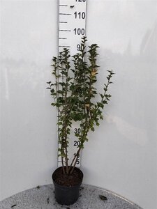 Ribes alpinum 'Schmidt' 100-110 cm cont. 5,0L
