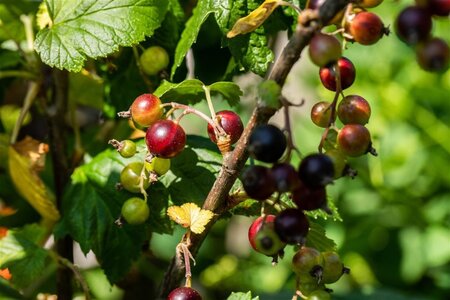 Ribes 'Josta' geen maat specificatie wortelgoed 5-8 tak struik