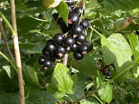 Ribes nigr. 'Titania' 70 cm vierkant 2L - afbeelding 1
