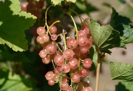 Ribes r. 'Pink Champagne' geen maat specificatie cont. 3,0L