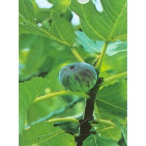 Ribes rub. 'Witte Hollander' WIT 70 cm vierkant 2L - afbeelding 2