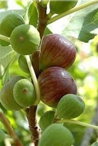 Ribes rub. 'Witte Hollander' WIT 70 cm vierkant 2L - afbeelding 3