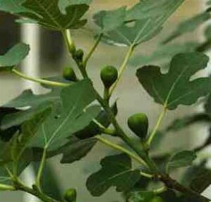 Ribes rub. 'Witte Hollander' WIT 70 cm vierkant 2L - afbeelding 4