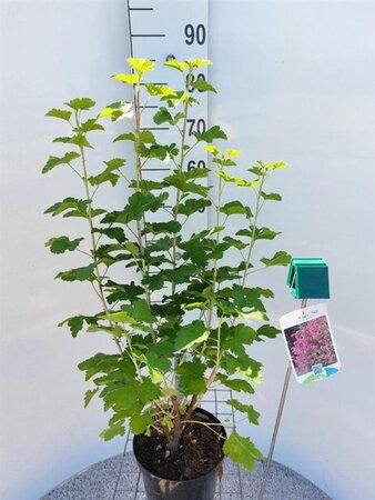 Ribes sang. 'King Edward VII' 80-100 cm cont. 4,0L