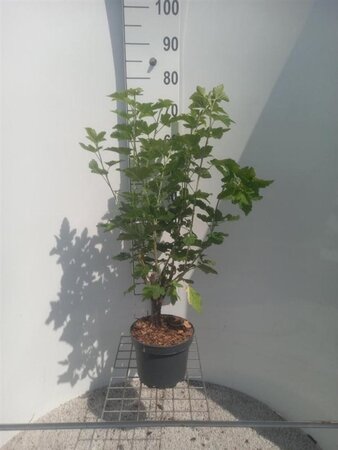 Ribes sang. 'Pulborough Scarlet' 80-100 cm cont. 4,0L - afbeelding 2