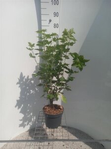 Ribes sang. 'Pulborough Scarlet' 80-100 cm cont. 4,0L - afbeelding 2