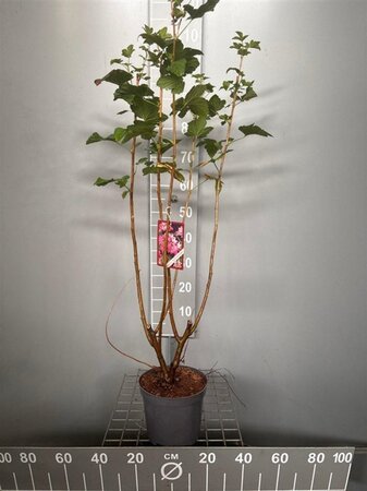 Ribes sang. 'Pulborough Scarlet' 80-100 cm cont. 4,0L - afbeelding 1