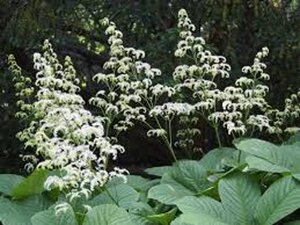 Rodgersia aesculifolia geen maat specificatie 0,55L/P9cm - afbeelding 7
