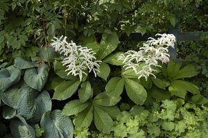 Rodgersia aesculifolia geen maat specificatie 0,55L/P9cm
