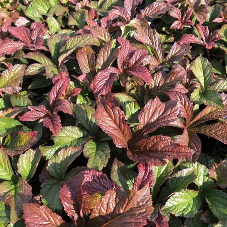 Rodgersia aesculifolia geen maat specificatie 0,55L/P9cm - afbeelding 6