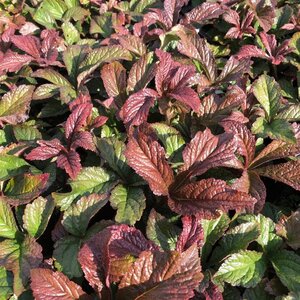 Rodgersia aesculifolia geen maat specificatie 0,55L/P9cm - afbeelding 6