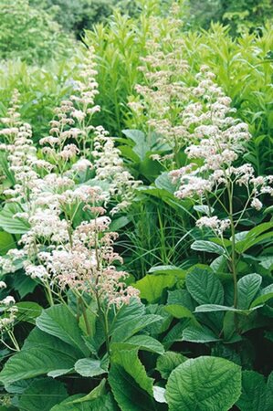 Rodgersia aesculifolia geen maat specificatie 0,55L/P9cm - afbeelding 5