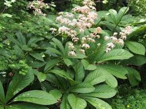 Rodgersia aesculifolia geen maat specificatie 0,55L/P9cm - afbeelding 3