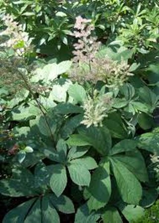 Rodgersia aesculifolia geen maat specificatie 0,55L/P9cm - afbeelding 12