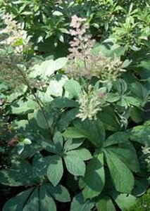 Rodgersia aesculifolia geen maat specificatie 0,55L/P9cm - afbeelding 12