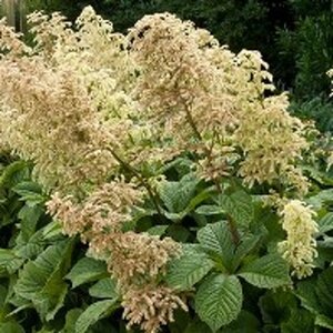 Rodgersia aesculifolia geen maat specificatie 0,55L/P9cm - afbeelding 2