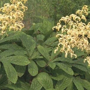 Rodgersia aesculifolia geen maat specificatie 0,55L/P9cm - afbeelding 11
