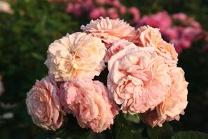 Rosa (K) Amaretto wortelgoed A kwaliteit