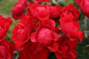 Rosa (F) Black Forest Rose wortelgoed A kwaliteit