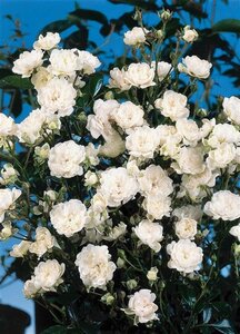 Rosa (H) Crystal Fairy geen maat specificatie cont. 1,5L