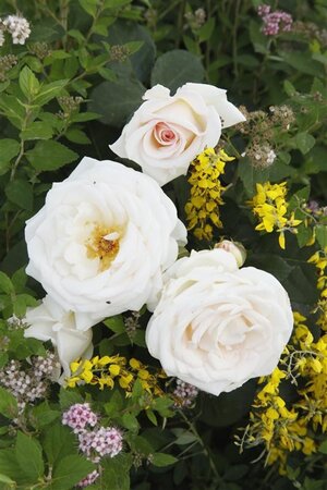 Rosa (F) Gräfin Elke zu Rantzau wortelgoed A kwaliteit - afbeelding 1