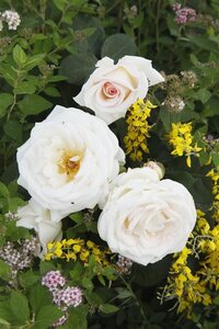 Rosa (F) Gräfin Elke zu Rantzau wortelgoed A kwaliteit