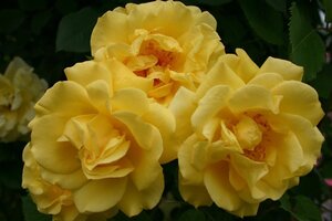 Rosa (K) 'Golden Gate' GOUDGEEL 70-80 cm cont. 3,0L met stok - afbeelding 1