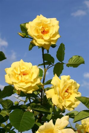 Rosa (K) 'Golden Gate' GOUDGEEL 70-80 cm cont. 3,0L met stok - afbeelding 2