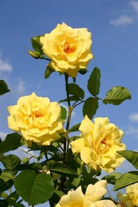 Rosa (K) 'Golden Gate' GOUDGEEL 70-80 cm cont. 3,0L met stok - afbeelding 2