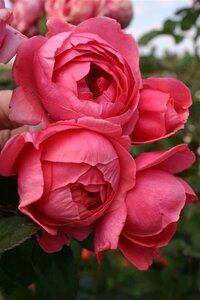Rosa (F) Gartenprinzes. Marie-José wortelgoed A kwaliteit - afbeelding 2