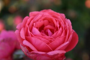Rosa (F) Gartenprinzes. Marie-José wortelgoed A kwaliteit - afbeelding 3