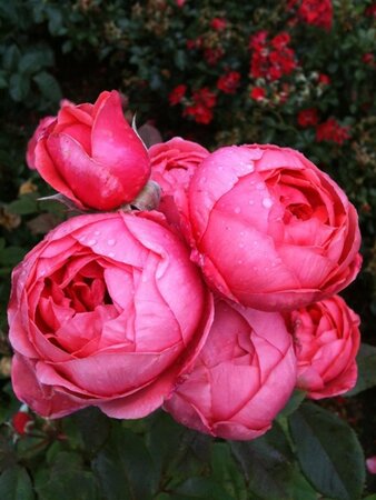 Rosa (F) Gartenprinzes. Marie-José BR A kwaliteit - image 1