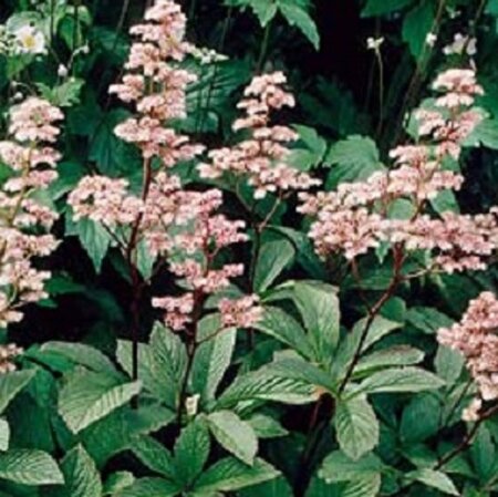 Rodgersia henrici geen maat specificatie 0,55L/P9cm