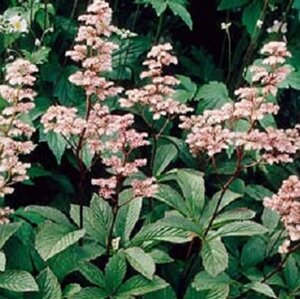 Rodgersia henrici geen maat specificatie 0,55L/P9cm