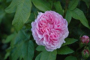 Rosa (H) Jacques Cartier wortelgoed A kwaliteit