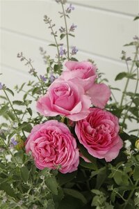 Rosa (H) Königin Marie wortelgoed A kwaliteit